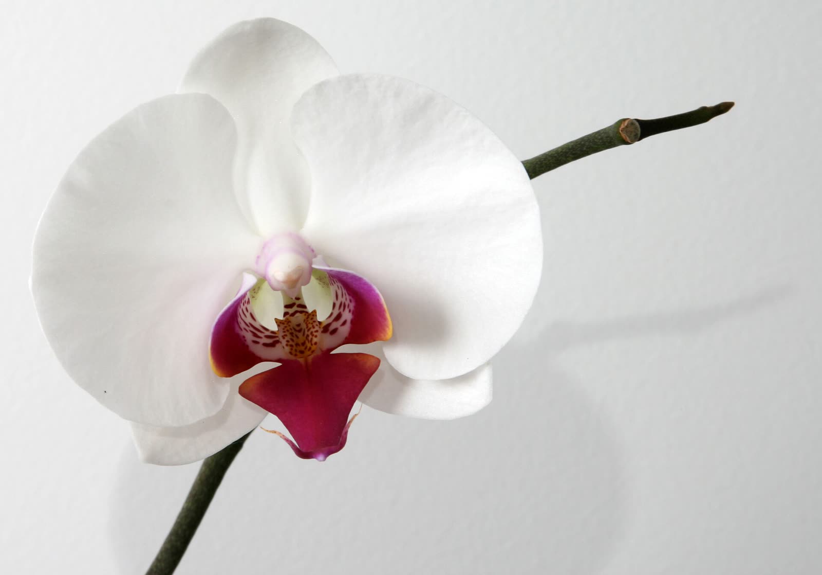 Flor de orquídea branca com o centro vinho, sobre fundo claro