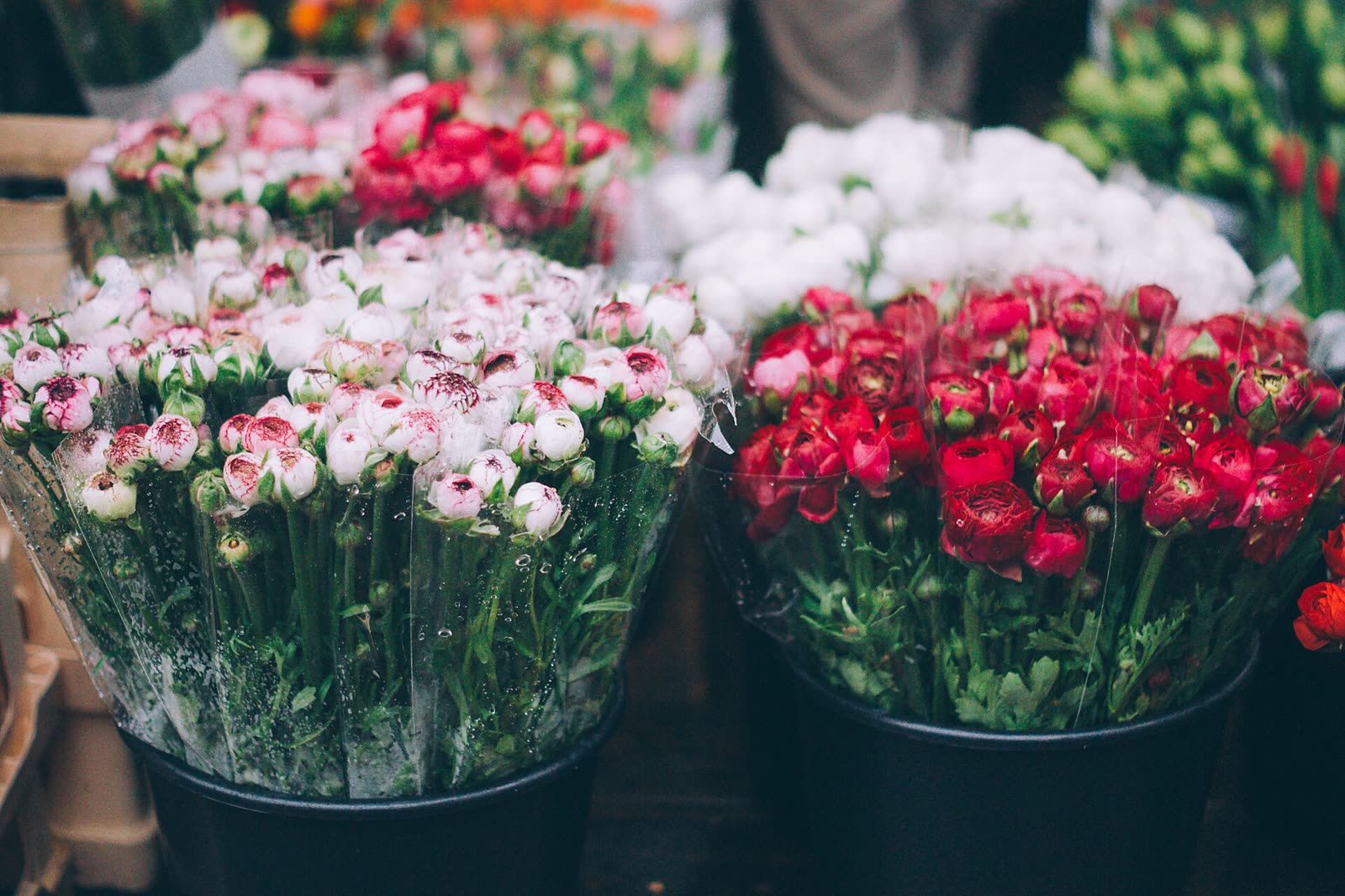 Baldes de flores numa floricultura: maços brancos e rosados de um lado, vermelhos do outro