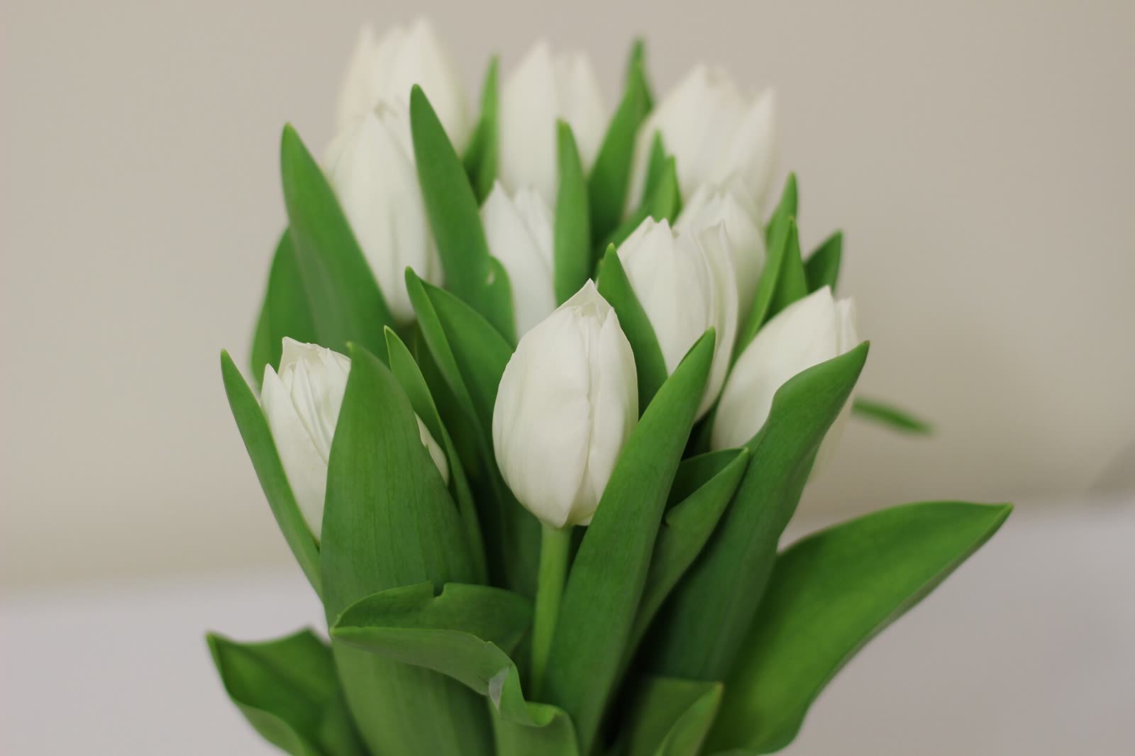 Buquê de tulipas brancas com folhas verdes, sobre fundo claro