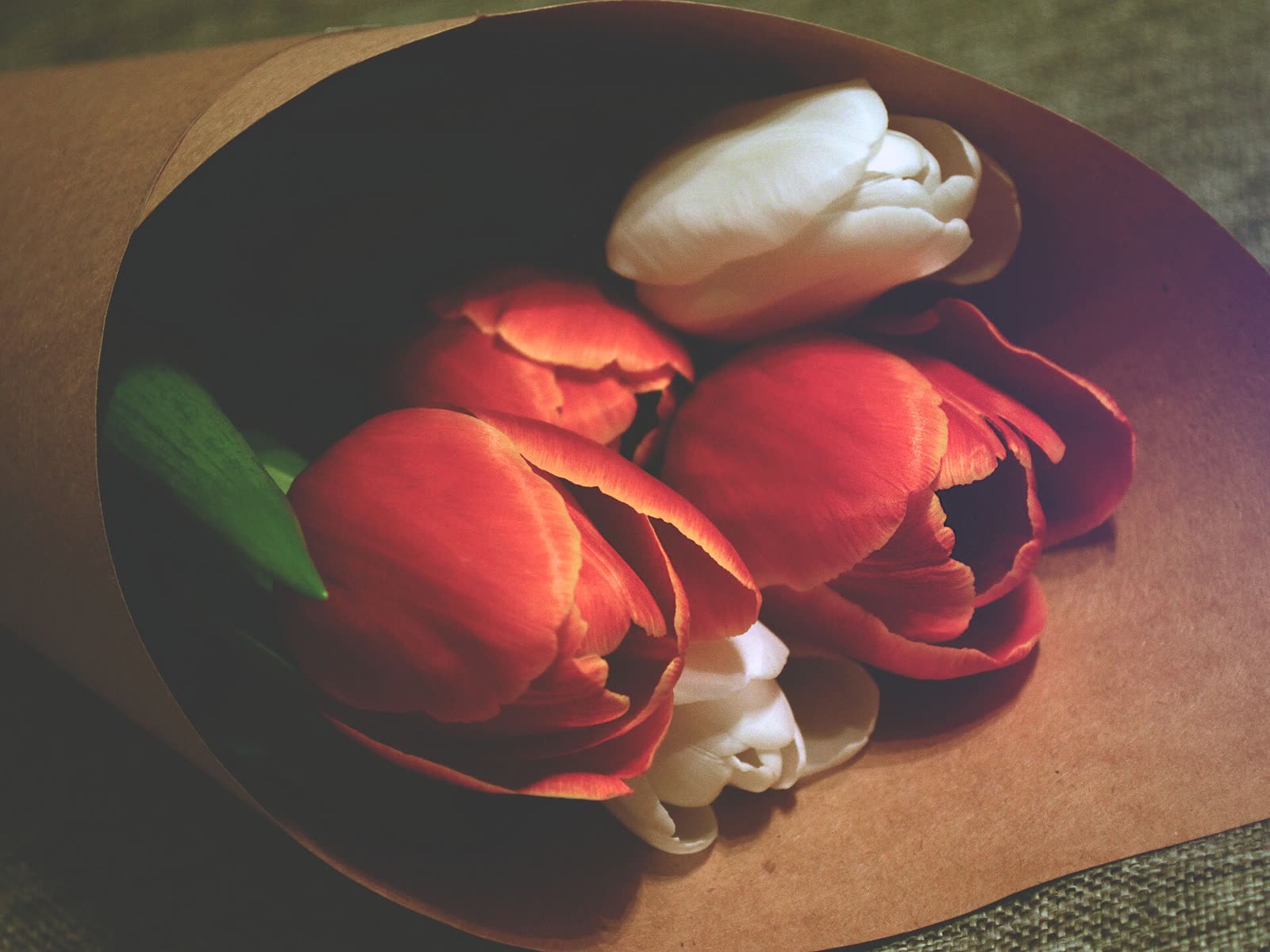 Tulipas vermelhas e brancas embrulhadas em papel kraft